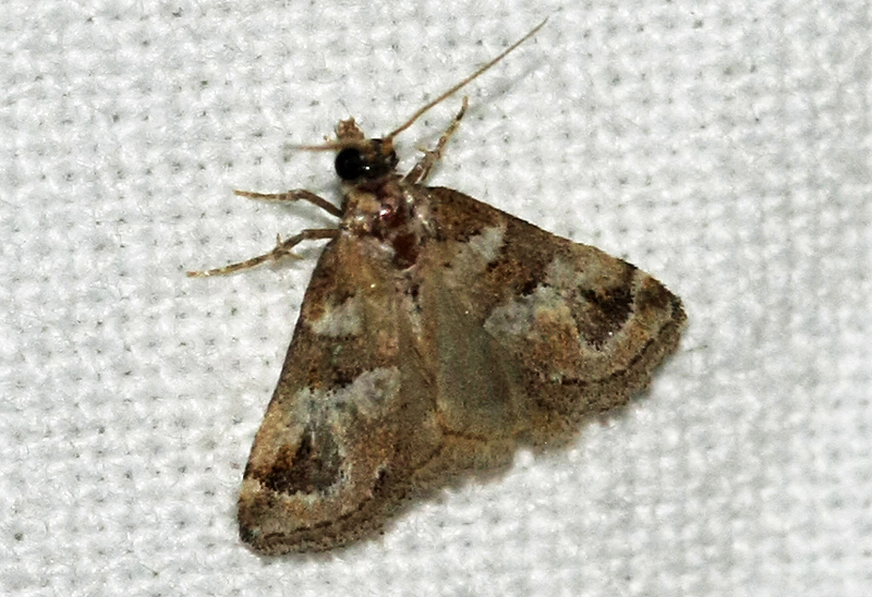 Moth of Crete ( Greece) on 26-09-2012 ; Species name?